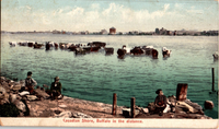 A full view of the early 1900's postcard. There are 3 young boys sitting on the shore of Canada and a herd of cattle in the water. Buffalo New York can be seen in the distance. The description on the bottom of the postcard states, Canadian Shore, Buffalo in the distance. This is printed in red on a white border.