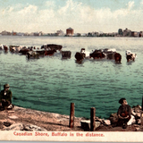 This is partial view of the antique postcard from the early 1900's. Shown are a couple of young boys sitting on the shoreline of Canada. There is a herd of cattle in the water. In the distance, the city of Buffalo, NY can be seen. On the bottom of the postcard in red print is the description, Canadian Shore, Buffalo in the distance.